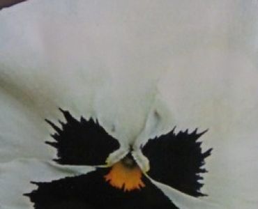 теменуга Бяла с черно сърце