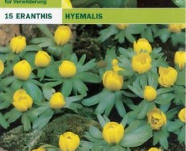 Ерантис (Erantis hyemalis)