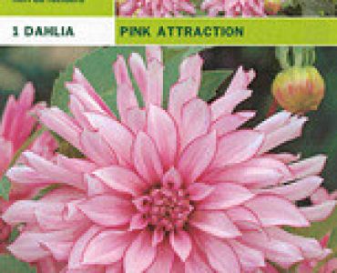далия Pink Attraction