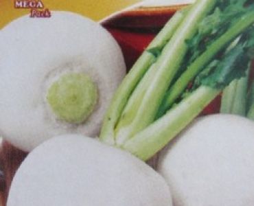 ряпа Бяла кръгла