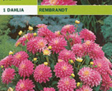 далия ниска Rembrandt