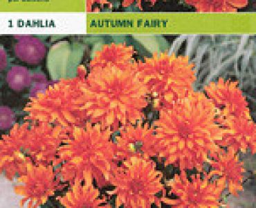 далия ниска Autumn Fairy