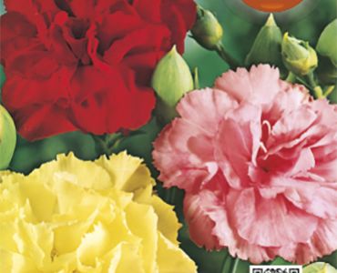 Карамфил Ница Микс`SG