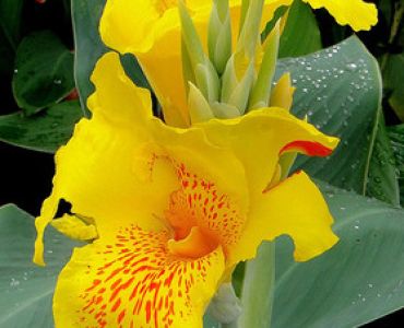 канна Жълта