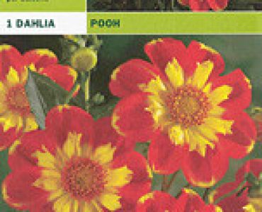 далия ниска Pooh
