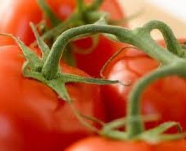 домати Берберана F1