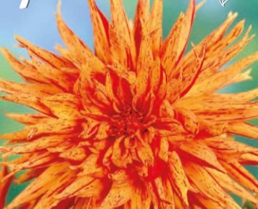 Далия Cactus Red/Yellow