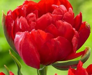 Лале Double Late-Abba