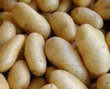 семе картофи Симега (5кг)