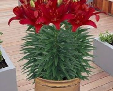 лилиум нисък Червен 