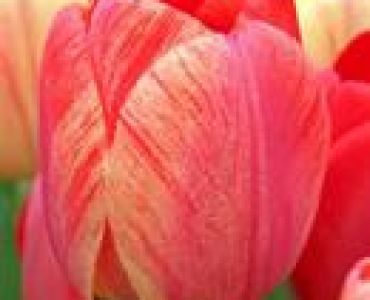 лале Kameleon Daydream (изменящи цвета си)