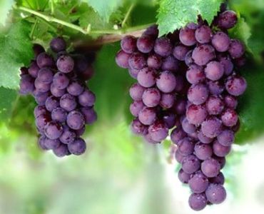 Солфоликид - ЗАБРАНЕН ПРЗ