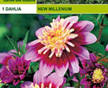 далия ниска New Millennium