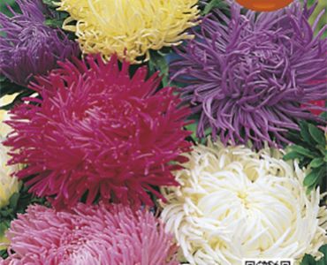 Астра - Щраусово перо`SG