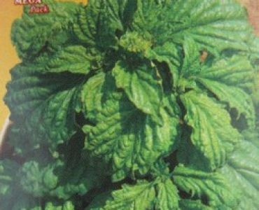 босилек Едролистен