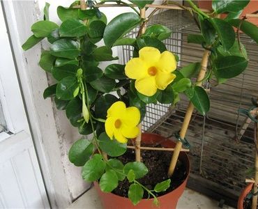 дипладения Жълта