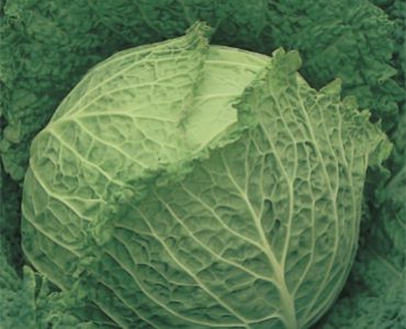 зеле Asti S. Geovanni`SG