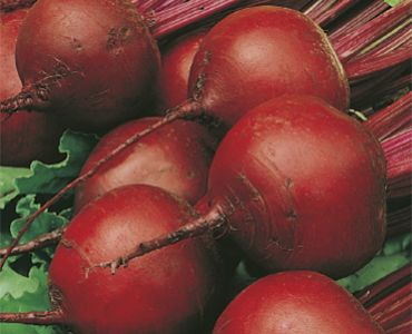 салатно цвекло Детройт 2`SG