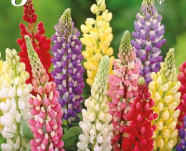 Лупина Микс