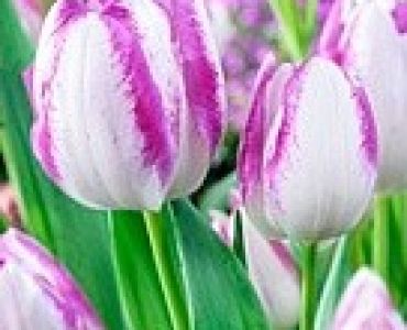 лале Multiflora Del Piero