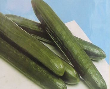 краставици Телеграф