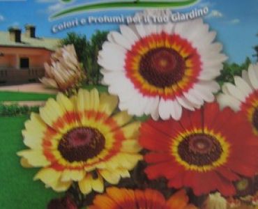 Хризантема