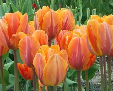 Лале striped prinses irene