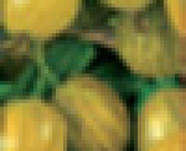 Цариградско грозде бяло 