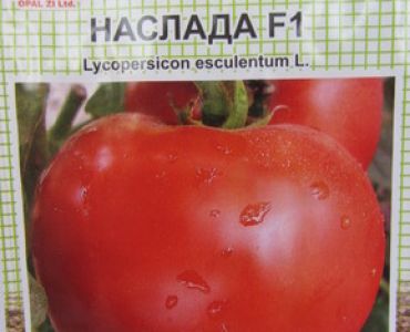 домати Наслада F1