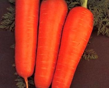 моркови Курода 