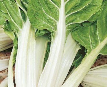 манголд Bionda a Costa Argentata 2  SG