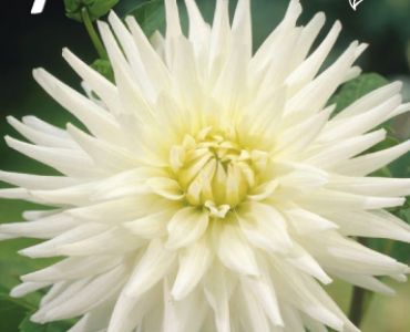 Далия Cactus My Love