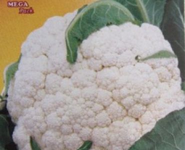 карфиол Тоскана 3