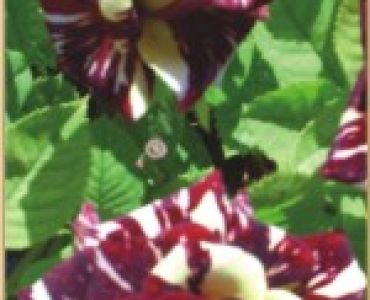 Храстовидна роза 019