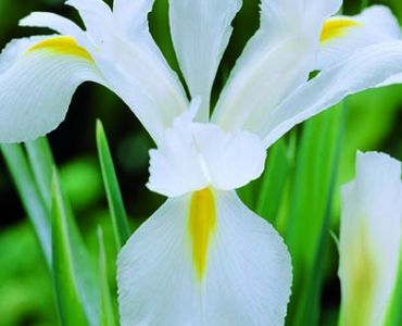 Ирис hollandica white
