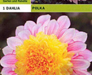 далия ниска Polka