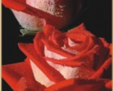 Храстовидна роза 013