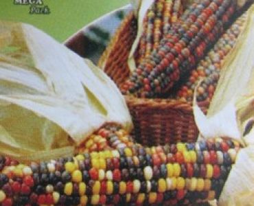 царевица Декоративна