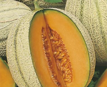 пъпеш Retato Degli Ortolani`SG