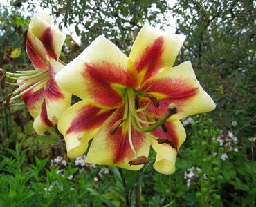 лилиум хибрид Beverly Dream