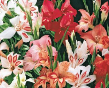 Гладиоли Colivilii Mixed