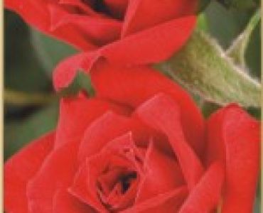 Храстовидна роза 002