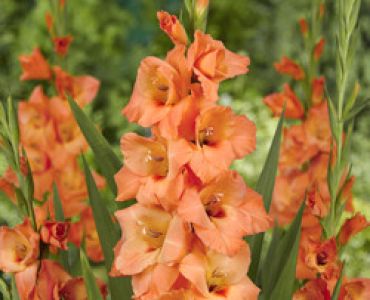 гладиол Peter Pears