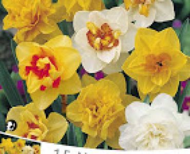 Нарцис Double Микс (пакет - 15 луковици)