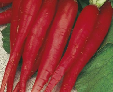 репички Червени дълги`SG