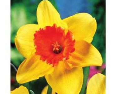 Нарцис Juanita