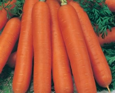 моркови Нантски`SG