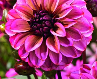 Далия Seniors Hope