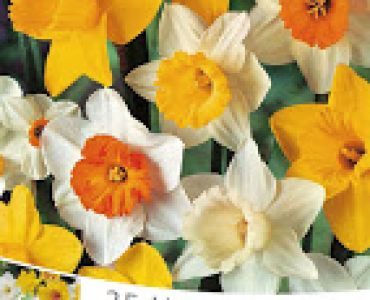 Нарцис Микс Луличка (пакет - 25 луковици)