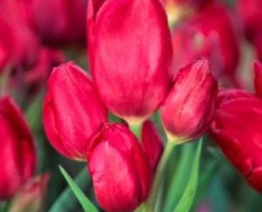 лале Multiflora Red Georgette